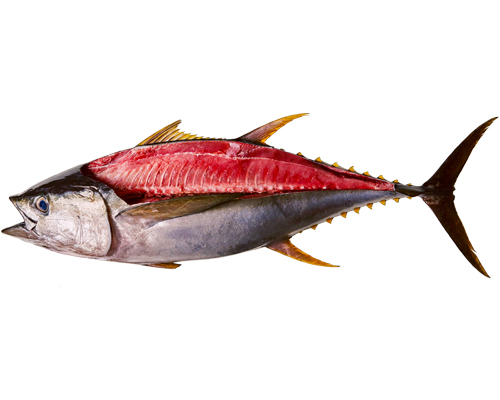 Whole Frozen Yellowfin Tuna - Ensisfisheries